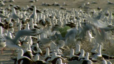 Flock of Banded Stilts