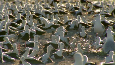 Flock of Banded Stilts