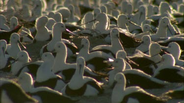 Flock of Banded Stilts