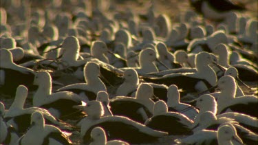 Flock of Banded Stilts