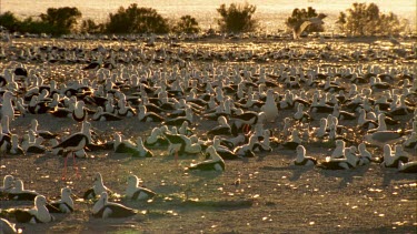 Flock of Banded Stilts at sunset