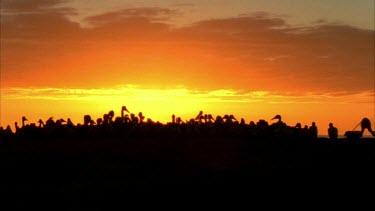 Flock of Pelicans at sunset