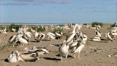 Flock of Pelicans