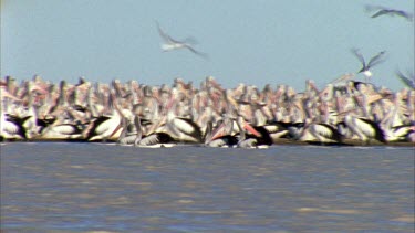 Flock of Pelicans