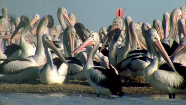 Flock of Pelicans