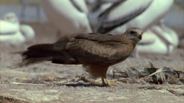 Brown Falcon on a beach