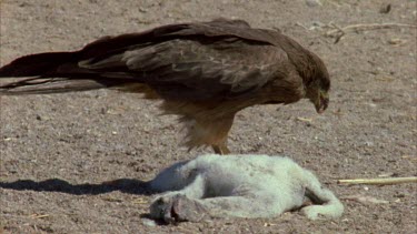 Brown Falcon feeding on pelican hatchling