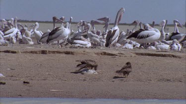 Brown Falcons and Pelicans on a beach
