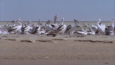 Brown Falcons and Pelicans on a beach