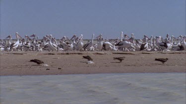 Brown Falcons and Pelicans on a beach