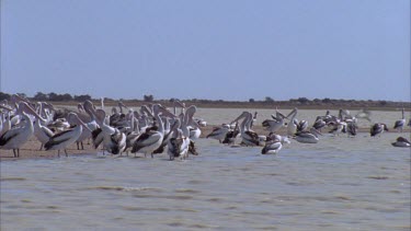 Flock of Pelicans