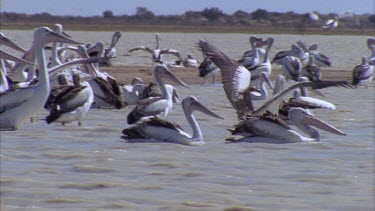 Flock of Pelicans