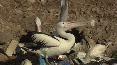 Pelican eating rubbish on Rubbish Tip