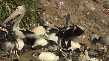 Pelicans feeding on garbage