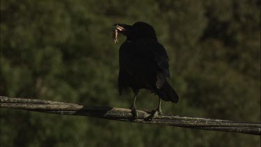 Crow or Raven eats on a branch