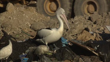 Pelican sitting in garbage
