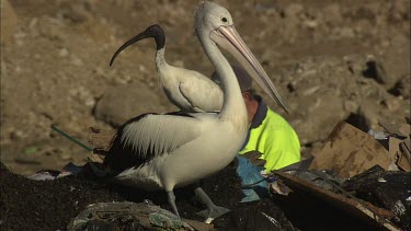 Pelicans and Australian White Ibis standing on garbage