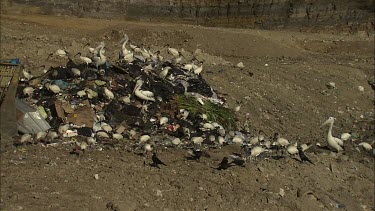 Pelicans and other birds feeding on garbage