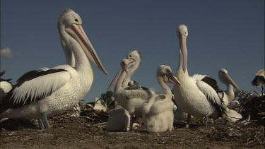 Flock of Pelicans with chicks