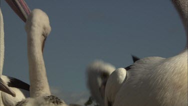 Pelican Chick head close up
