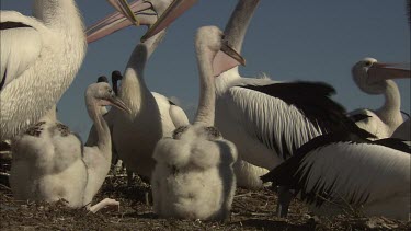 Young Pelicans with flock