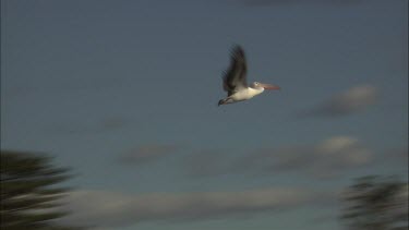 Pelican in flight