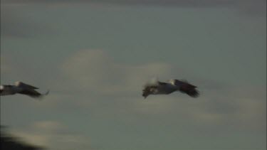 Pelican in flight