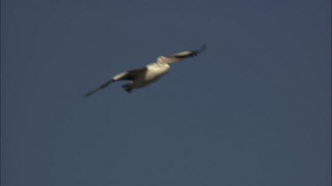 Pelican landing on a beach