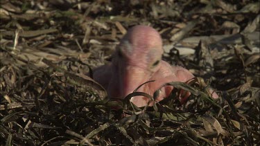 Pelican hatchling and dead hatchling