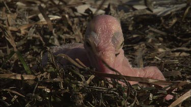 Pelican hatchling