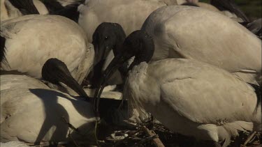 Australian White Ibis flock nesting feeding