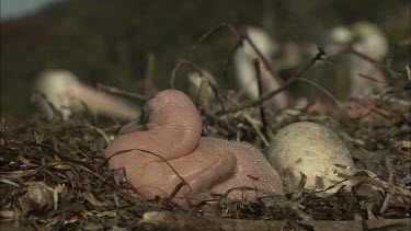 Pelican hatchling and egg