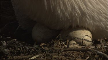 Pelican adjusting eggs