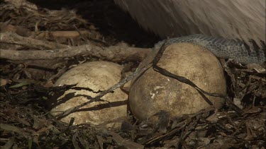 Pelican eggs