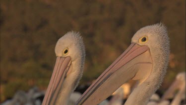 Pelican pair sitting on hatchling
