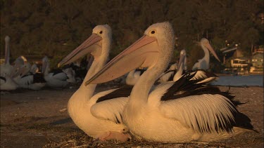 Pair of Pelicans sitting on nest