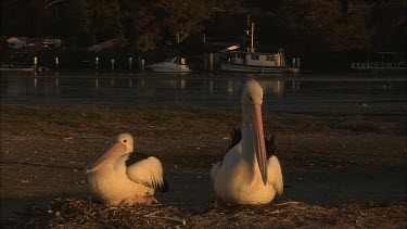 Pair of Pelicans sitting on nest