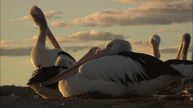 Pelican sitting on nest