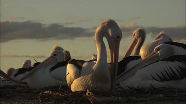 Pelican sitting on a nest