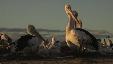 Young Pelicans in a flock