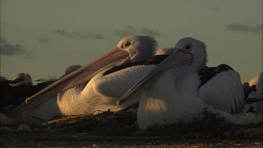 Pair of Pelicans sitting on nests