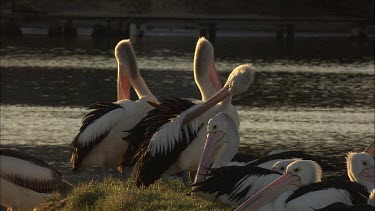 Pelican colony