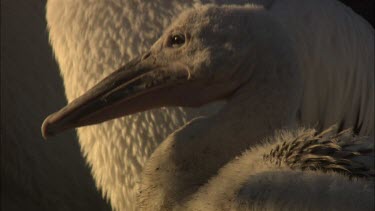Close up of young Pelican