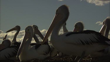 Pelican colony