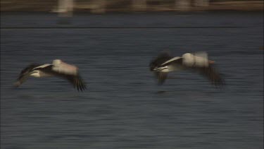 Pelicans flying and swimming