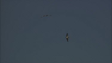 Pelicans flying and feeding hatchling