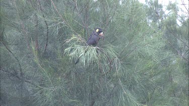 Yellow Tailed Black-Cockatoo