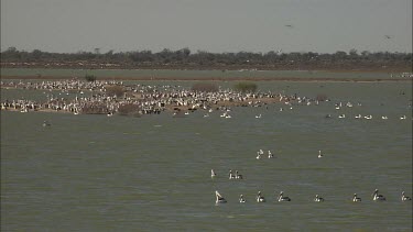 Flock of Pelicans on a sand bar