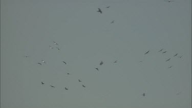 Flock of Pelicans in flight and riding thermals