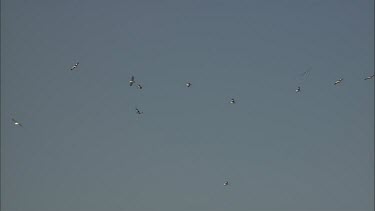 Flock of Pelicans in flight and riding thermals